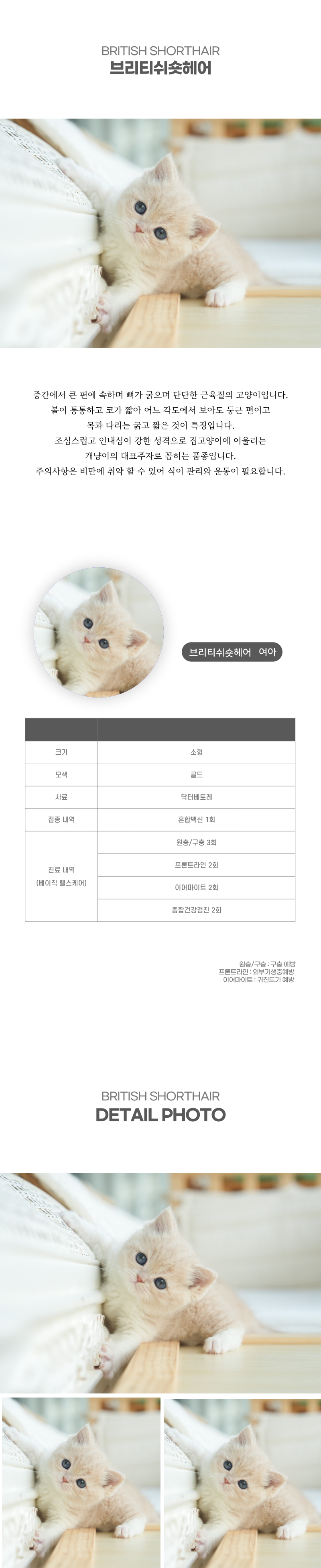 브리티쉬숏헤어_상세이미지_2